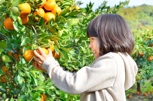 【出雲・斐川・松江・米子発】しまなみ海道・大三島みかん狩りと西の日光耕三寺・未来心の丘 日帰り1